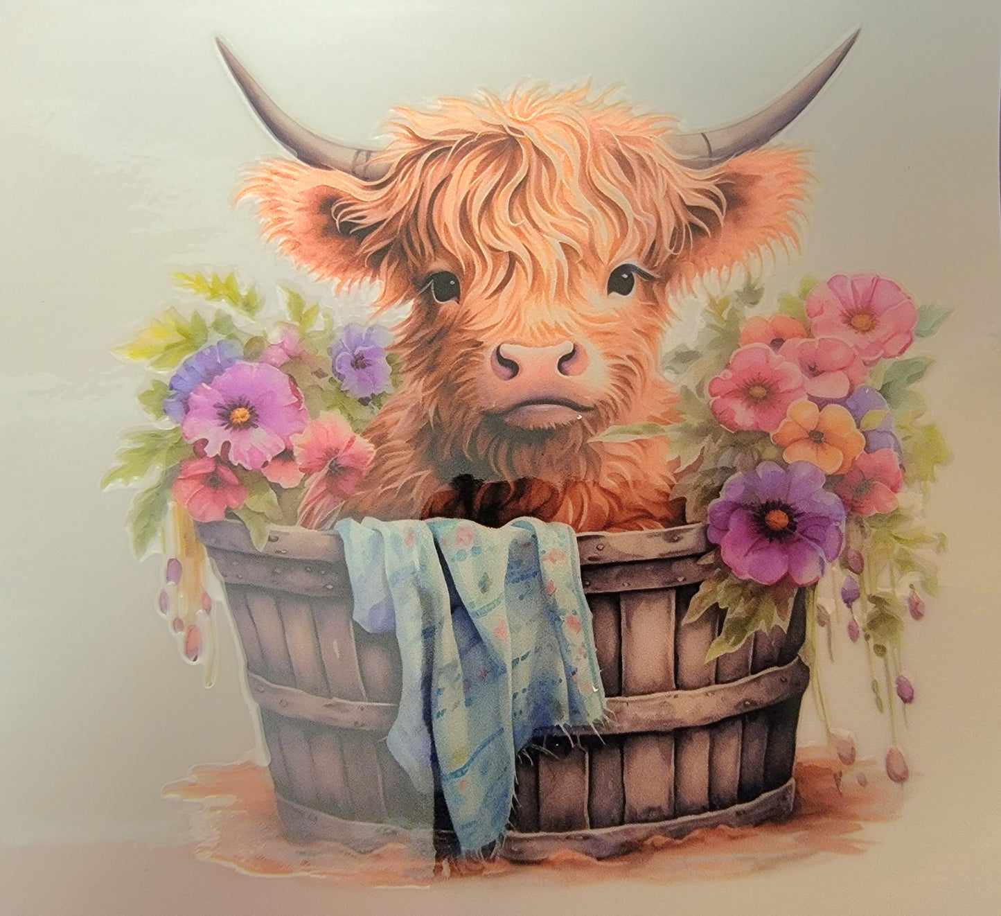 HIGHLAND COW