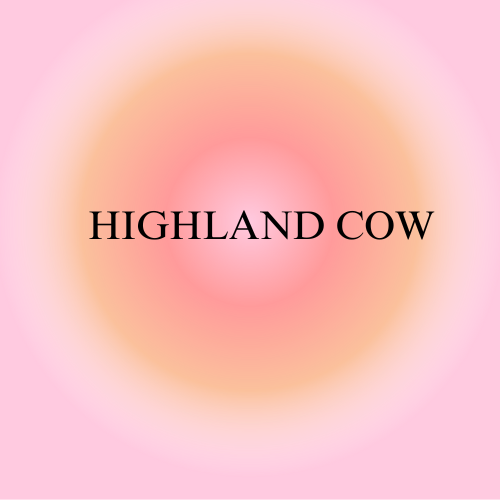 HIGHLAND COW